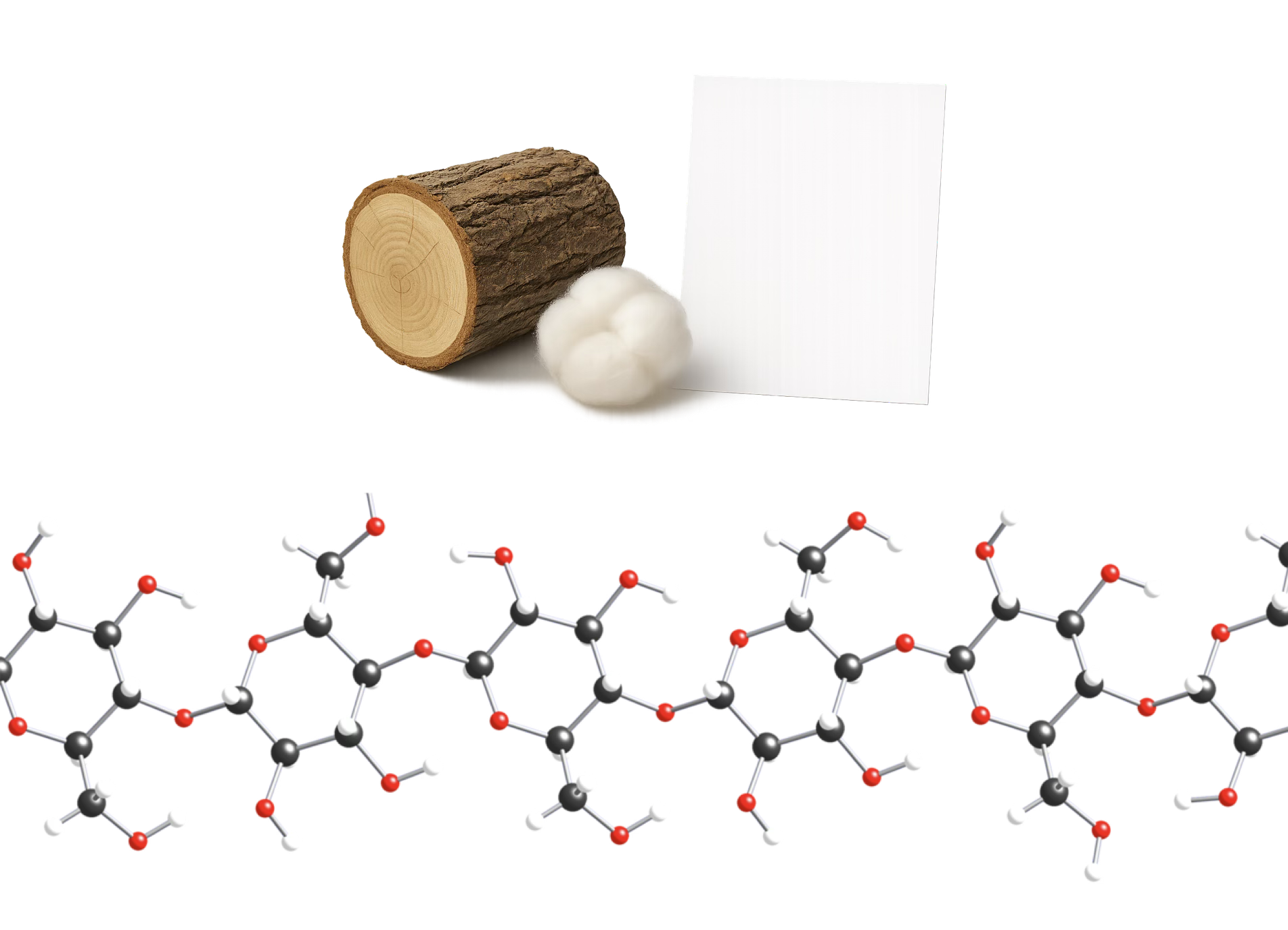 Bois, coton, papier et modèle de la cellulose